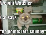 funny-pictures-weight-watcher-cat-fridge1.jpg
