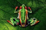 Frog Clever body art.jpg