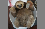 2-_sloth_in_bowl.jpg