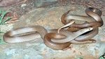 Tiger snakes mating eek.jpg