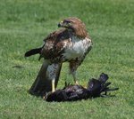 carrion dining small.jpg
