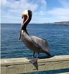pier pelican.jpg