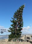 2019 OB tree.jpg