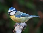 blue tit.jpg