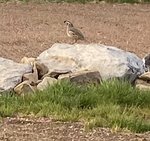 IMG_0676 (002).jpg