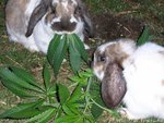 stonedrabbitty1.jpg