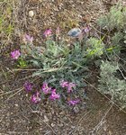 IMG_0705 (002).jpg