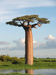 220px-Adansonia_grandidieri04.jpg