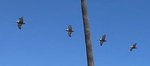 formation flying.jpg