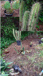 cactus-garden-before.jpg