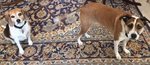 small dogs.jpg