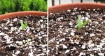 peppers.jpg