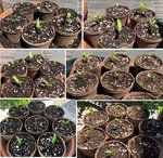 seedlings.jpg