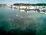 swans&marina.jpg