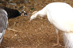 IMG_3224 - Copy-reduced.jpg