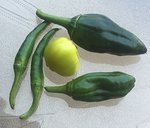 mystery peppers.JPG