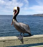 brown pelican.jpg