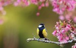 spring-season-wallpaper-001.jpg