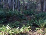 Bush track 2.jpg