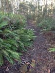 Bush track.jpg