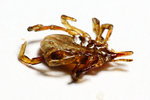 tick sharp smaller.jpg