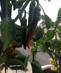 cayenne turning red.jpg