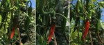 red cayenne 3days.01.jpg