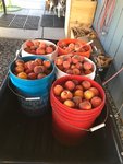 peaches.JPG