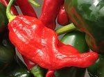 porch  peppers 9.12.19 bj.jpg
