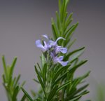 rosemary flower.jpg