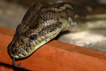 IMG_3490A.jpg