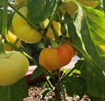 Pimiento starting to turn.jpg