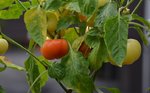 pimiento reddening.jpg