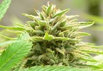 crop 64 09.21.20 01.jpg
