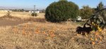 pumpkins 2.jpg