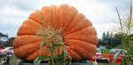 pumpkin, big.jpg