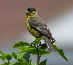 finch.jpg