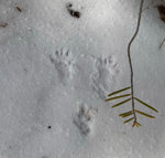 pawprints.jpg