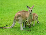 roos on campus.jpg