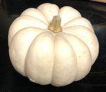 Casper the friendly pumpkin.jpg