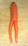 Siamese carrot.jpg