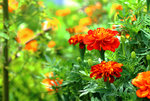 IMG_3729-contrasting colour-rule of thirds.jpg