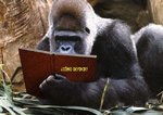 7-gorilla-reading copia.jpg