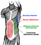 abdominals-anatomy.gif