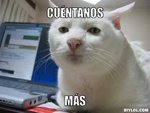 serious-cat-meme-generator-cuentanos-mas-6785cb.jpg