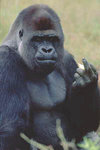 b8011-gorilla_seated_looking_at_the.jpg