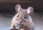 800px-Mus_Musculus-huismuis.jpg