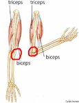 A4tricep.jpg
