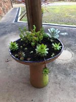 Succulent garden 1.jpg