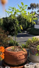 serrano pepper plant.jpg